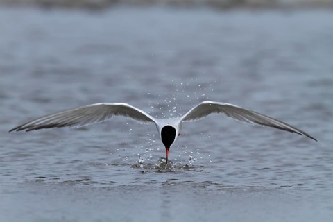 Common Tern (Sterna hirundo), foraging, hunting for fish, Lower Saxony Wadden Sea National Park,