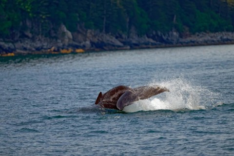 Humpback whale (Megaptera novaeangliae) detail view fluke, water splashing up, Kenai Fjords