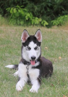 Siberian Husky female (Canis lupus familaris), 5 months, lying on a meadow, North Rhine-Westphalia,