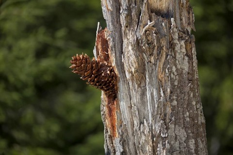 Pine cones lodged in tree by Great Spotted Woodpecker (Dendrocopos major) Sweden
