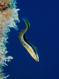 Dussumier's sabre-tooth blenny (Aspidontus dussumieri), female, dive site House Reef, Mangrove Bay,