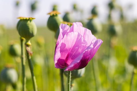 Poppy cultivation in Saxony