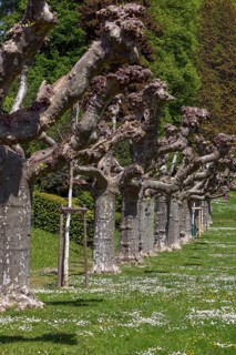 Trimmed plane trees (Platanus) in the city garden of Emmendingen, Baden-Württemberg, Germany,