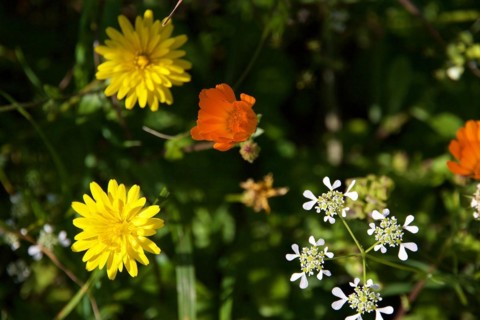 Yellow, white and orange flowers from above, Zingaro, National Park, Nature Reserve, Northwest,