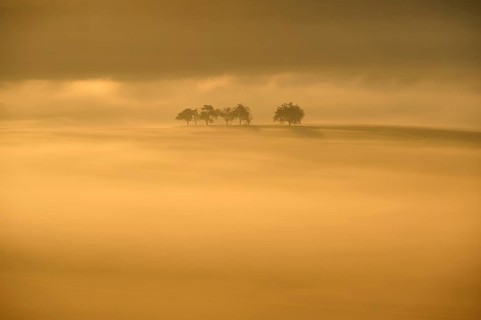 Landscape, fruit trees, fog, sunrise, Wertheim, Baden-Württemberg, Germany, Europe