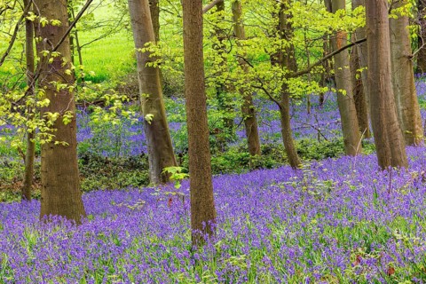 Common bluebells (Hyacinthoides non-scripta), in the blue forest, North Rhine-Westphalia, Germany,