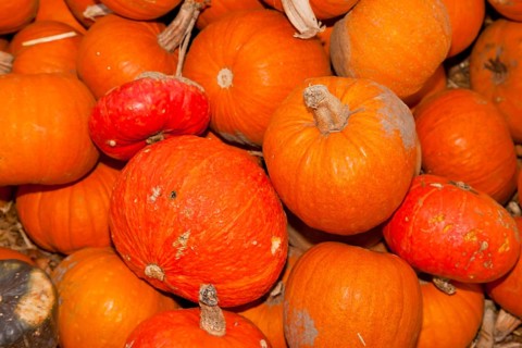 Pumpkins (Cucurbita) (Cucurbitaceae) are a genus of plants in the gourds . Five species are