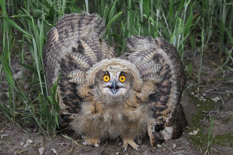 Threat display by Eurasian eagle-owl (Bubo bubo), young European eagle-owl owlet showing lowered