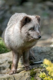 Arctic fox (Vulpes lagopus) or ice fox standing on a rock, Germany, Europe