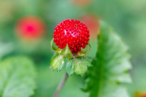 Woodland strawberry (Fragaria vesca), Germany, Europe