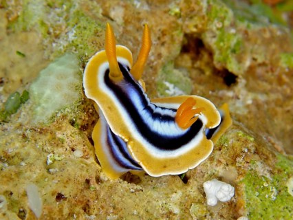 Africa star snail (Chromodoris africana) Star snail. Dive site Abu Kafan, Egypt, Red Sea, Africa