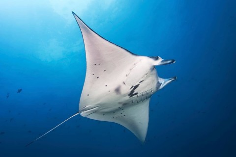 Reef manta ray (Mobula alfredi) (Syn.: Manta alfredi), from below, swimming in the open sea, Great
