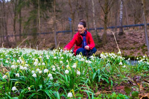 Marchflower blossoms in the Polenz Valley The Marchflower (Leucojum vernum) is in full bloom in the