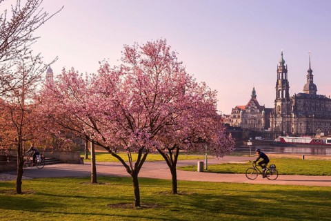 Spring on the Königsufer in Dresden