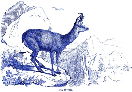 Chamois in the mountains, Hubertus hunting and hunting scenes, wild animals, horns, rocky outcrop,