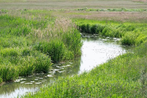 River Aller, Allertal nature reserve between Wolfsburg and Gifhorn, Lower Saxony, Germany, Europe