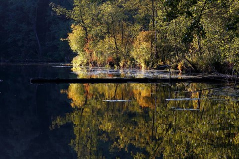 Alder swamp forest in autumn, Müritz National Park, Mecklenburg-Western Pomerania, Germany, Europe