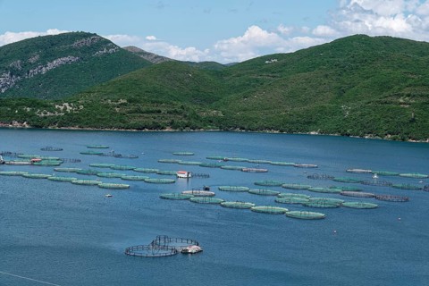 Fish farming at Lake Koman, a reservoir on the Drin River, in the Albanian Alps in northern Albania