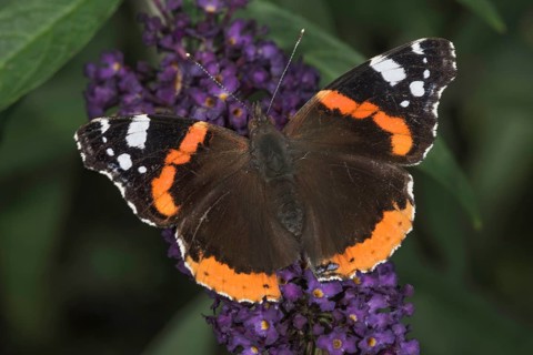 Red admiral (Vanessa atalanta) on butterfly bush (Buddleja), Baden-Württemberg, Germany, Europe