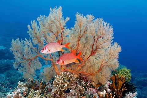 Large spiny hussar fish (Sargocentron spiniferum) or giant hussar, two, in front of gorgonian