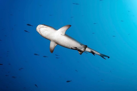 Whitetip reef shark (Triaenodon obesus) female, from below, sexual characteristic cloaca, swimming