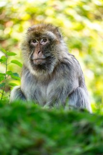 Barbary macaque (Macaca sylvanus), Occurrence in Morocco, captive, Rhineland-Palatinate, Germany,