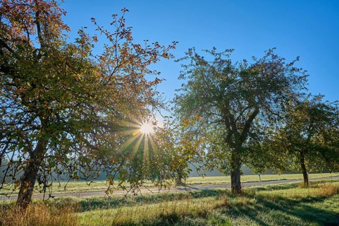 Apple tree, tree row, sky, sunrise, beeches, Odenwald, Baden-Württemberg, Germany, Europe