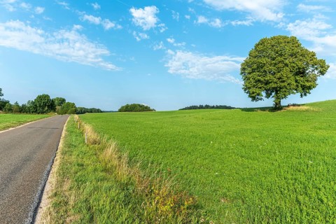 Lone tree on a hill in the French countryside. Jura, Lons-le-Saunier, Burgundy-Franche-Comte,