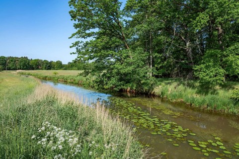 River Aller, oak trees (Quercus), blue sky, Allertal nature reserve between Wolfsburg and Gifhorn,