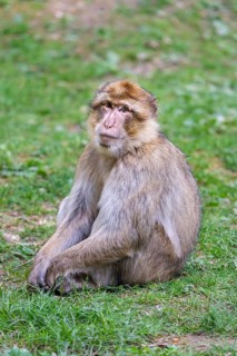 Barbary macaque (Macaca sylvanus), Occurrence in Morocco, captive, Rhineland-Palatinate, Germany,