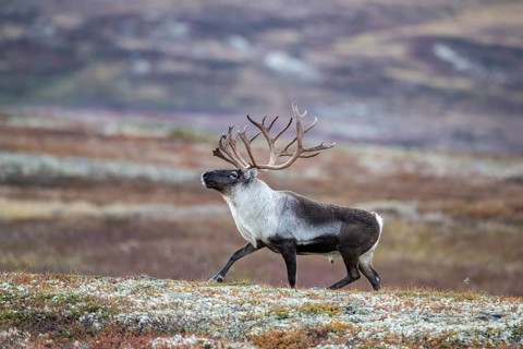 Wild mountain reindeer (Rangifer tarandus tarandus), bull in autumn tundra, Forollhogna National