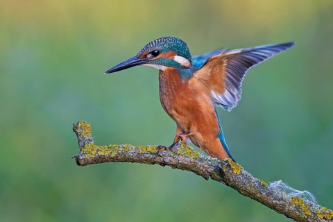 Common kingfisher (Alcedo atthis) juvenile, male, flapping his wings, Middle Elbe Biosphere