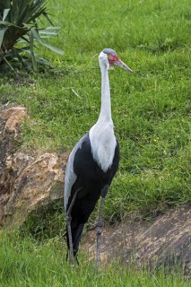 Wattled crane (Bugeranus carunculatus) (Grus carunculata) threatened species of crane native to