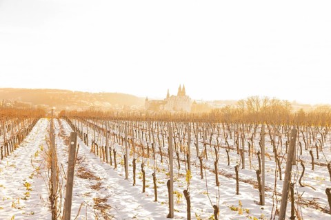 View from the Proschwitz Winery of Meissen Castle Hill with Albrechtsburg Castle, Bishop's Palace
