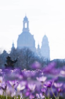 Spring on the main street in Dresden