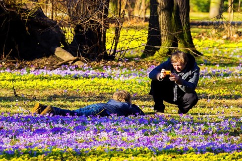Spring bloomers in the Great Garden