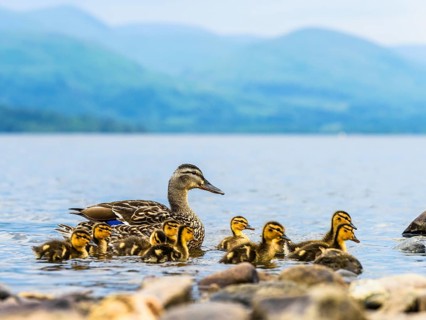 Mallard Duck (Anas platyrhynchos), Female with nestlings, Loch Lomond, Scotland, United Kingdom,