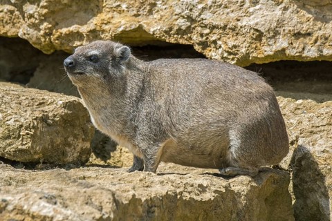 Rock hyrax, dassie, Cape hyrax, rock rabbit (Procavia capensis) on rock ledge, native to Africa and