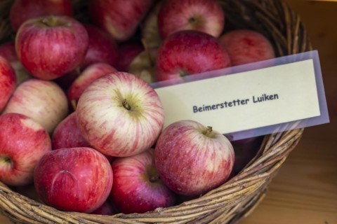 Old apple variety Beimerstetter Luiken, species protection and preservation of old plant varieties,