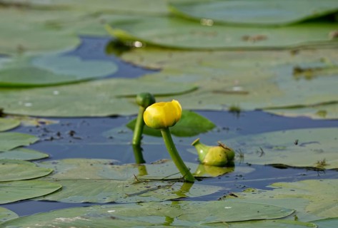 Yellow pond roses on the water of Lacul Isaccel, a lake in the Danube Delta. UNESCO Danube Delta
