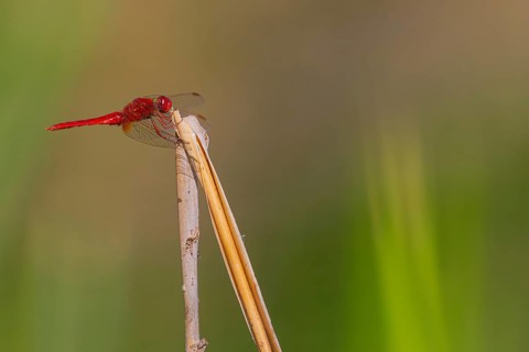 Close-up, scarlet dragonfly (Crocothemis erythraea), male, Neustadt am Rübenberge, Germany, Europe