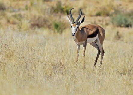 Springbok (Antidorcas marsupialis) portrait, Etosha National Park, Namibia, Africa
