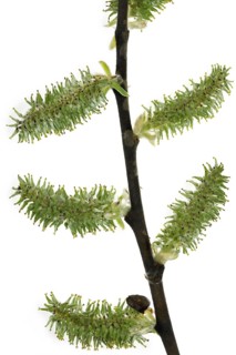 Goat willow, Pussy willow (Salix caprea), Great sallow female catkins, Belgium, Europe