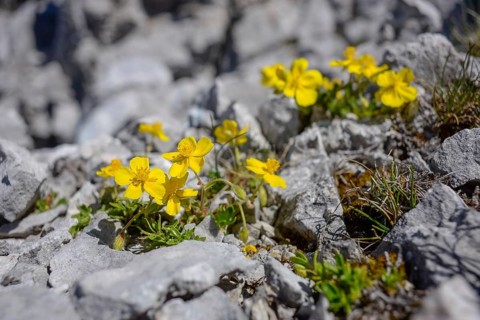 Close-up of a yellow flowering buttercup (Ranunculus) on calcareous soils in the summit area of the
