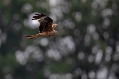 Red Kite (Milvus milvus), flying over a freshly sown maize field in search of prey, Lausitz,