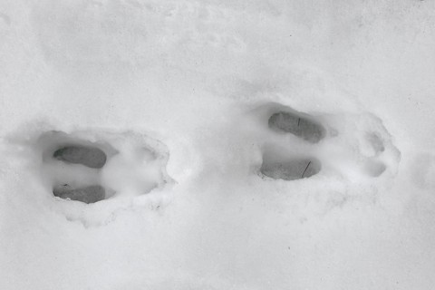 Chamois (Rupicapra rupicapra) close up of footprints in the snow in winter