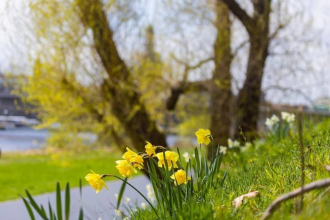 Blooming daffodils on the Königsufer