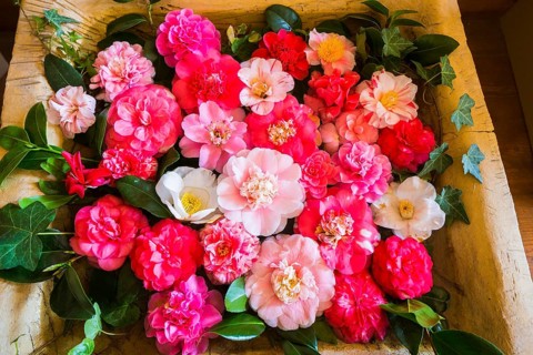 Zuschendorf Country Castle Camellia Show