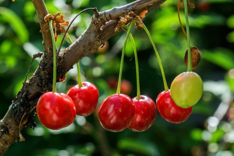 Sour cherry or sour cherry (Prunus cerasus), fruit, Baden-Württemberg, Germany, Europe