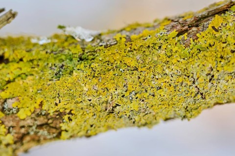 Detail of lichen growing on a crack willow (Salix fragilis) bark, Upper Palatinate, Bavaria,